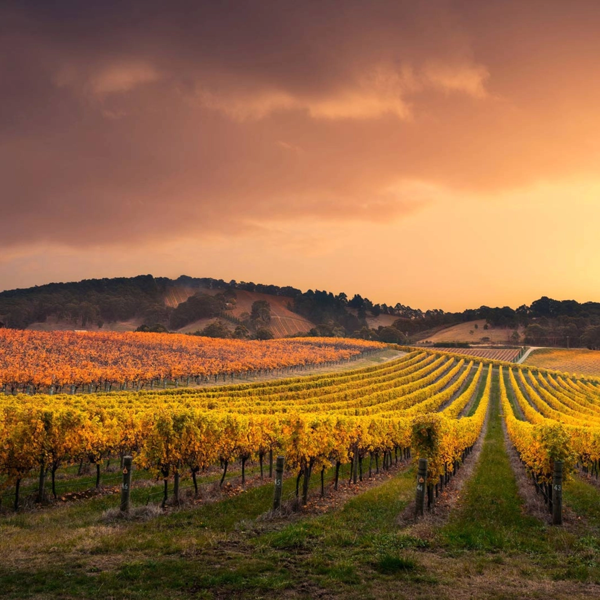 Adelaide Hills