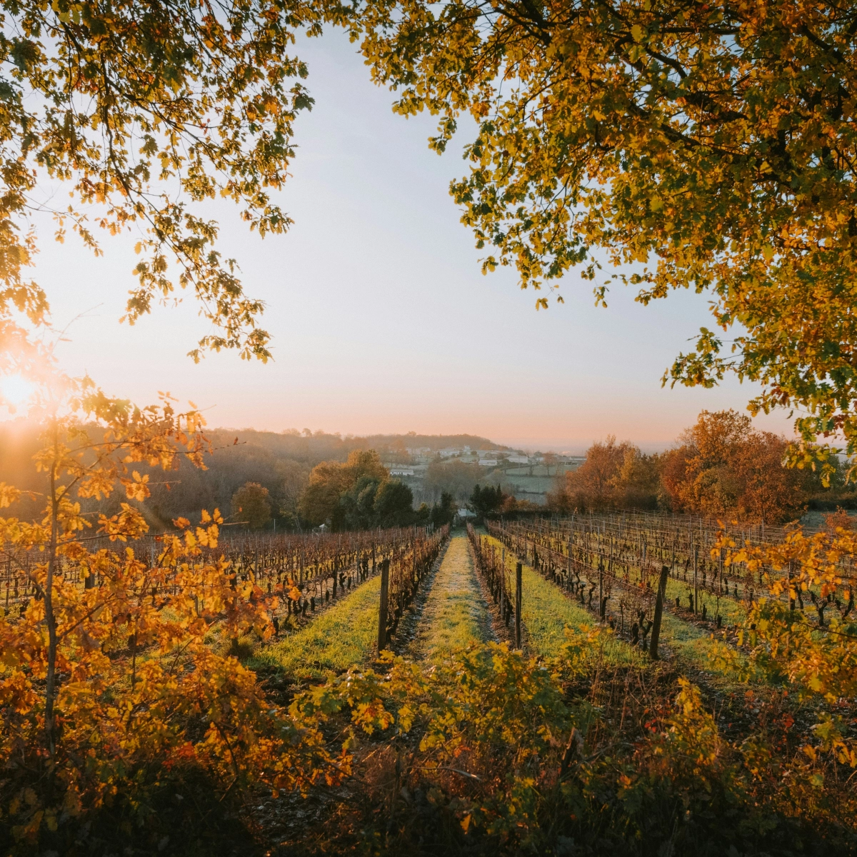 Bordeaux & Wine Region