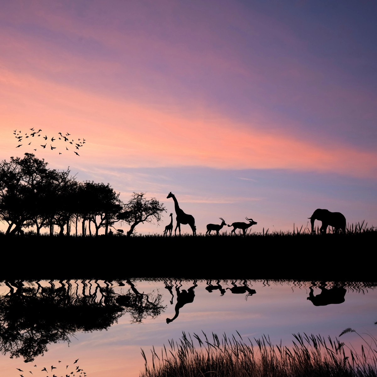 Eastern Cape Safari