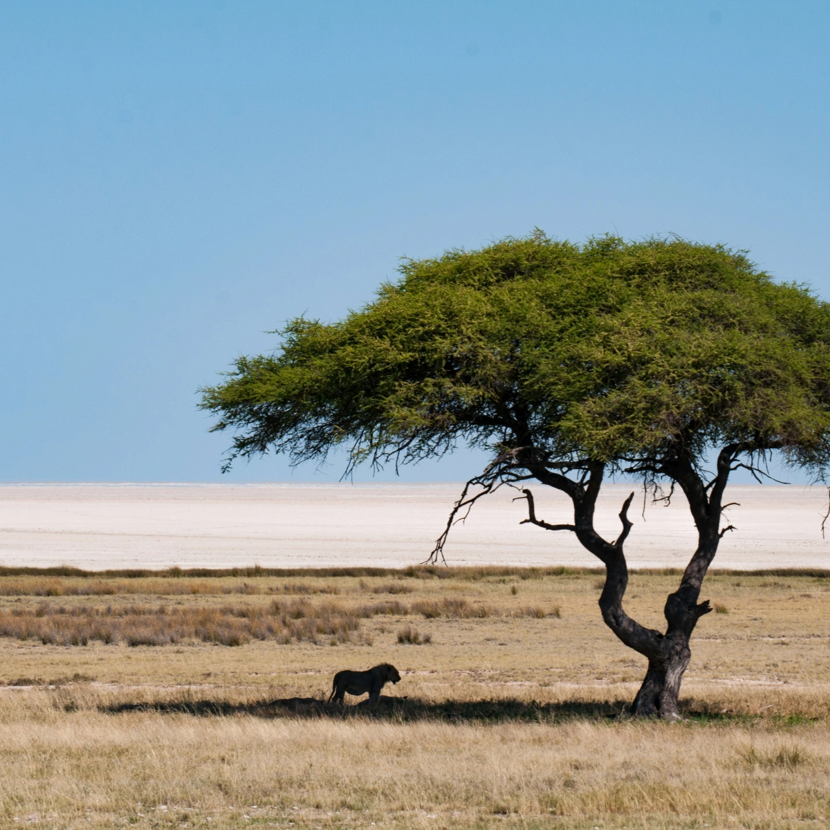 Etosha National Park