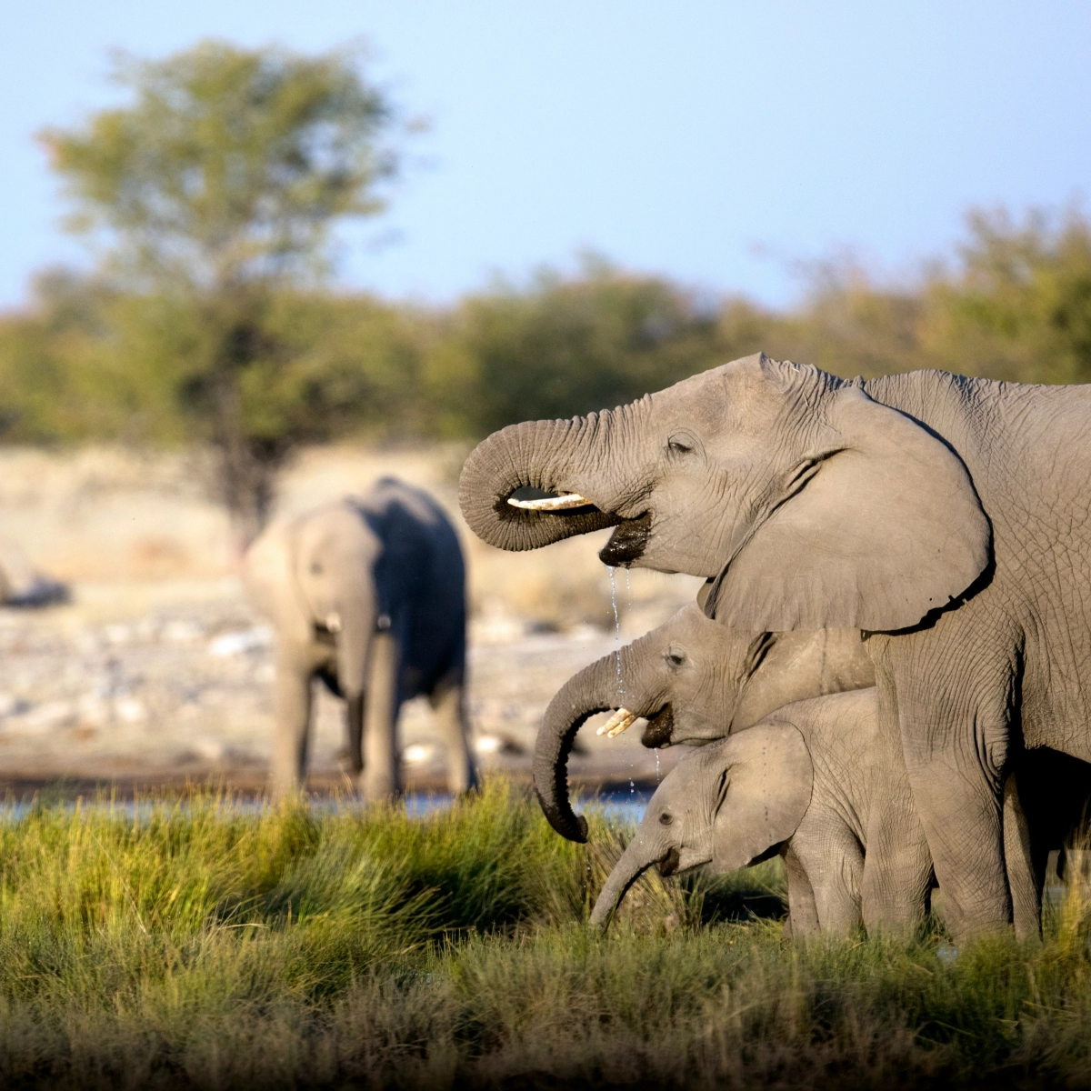 Kruger National Park