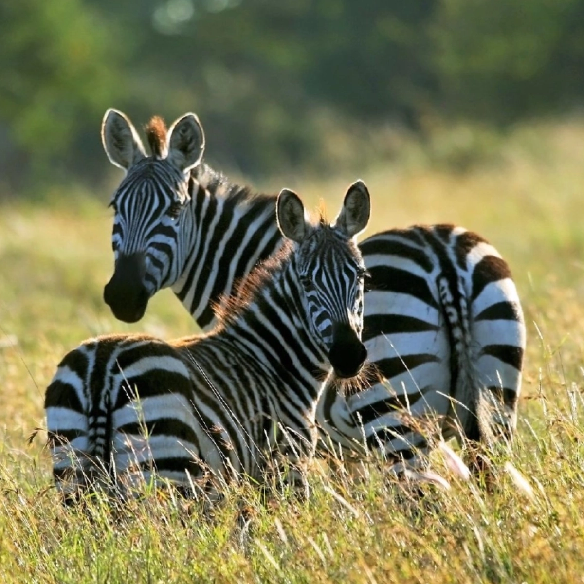 Laikipia