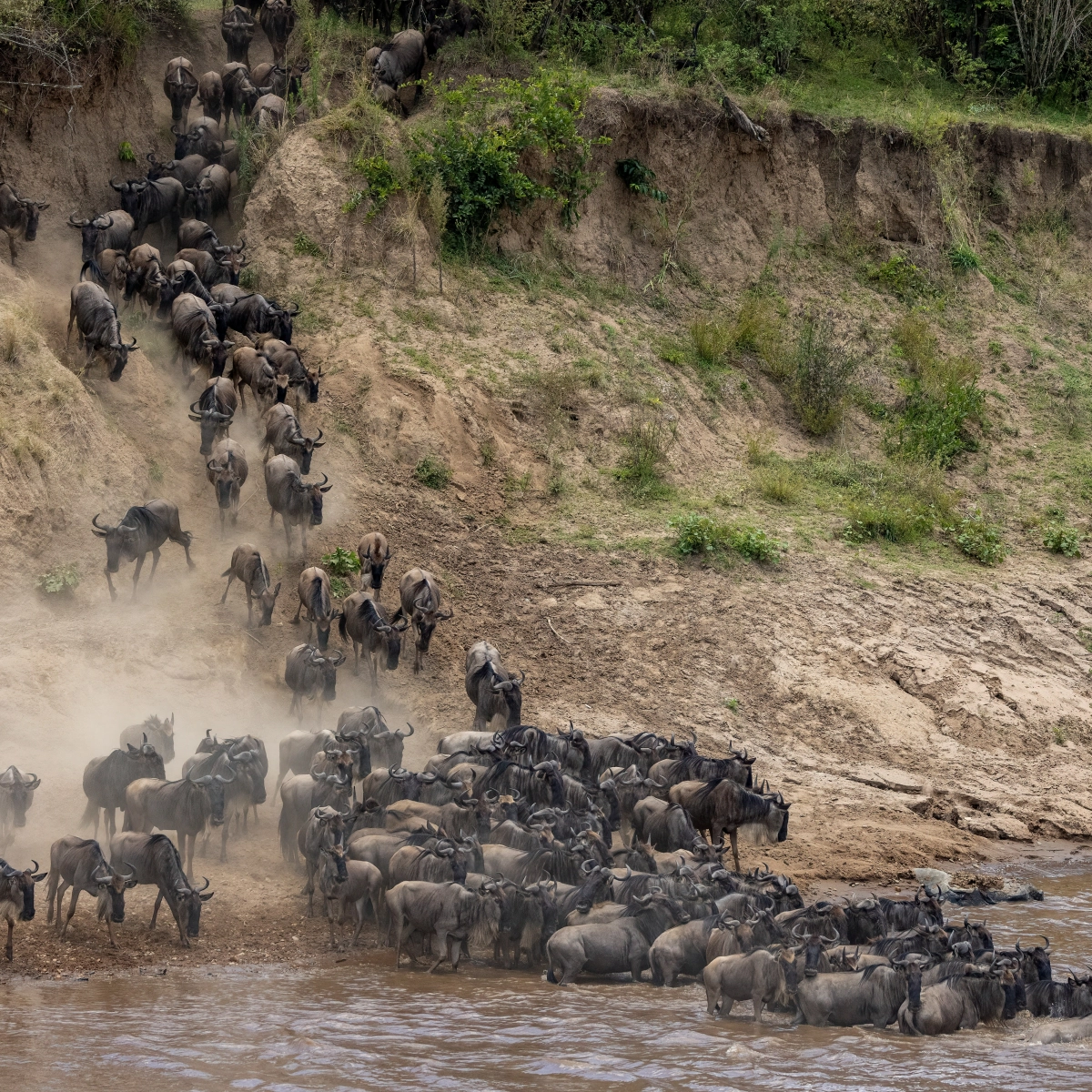 Masai Mara