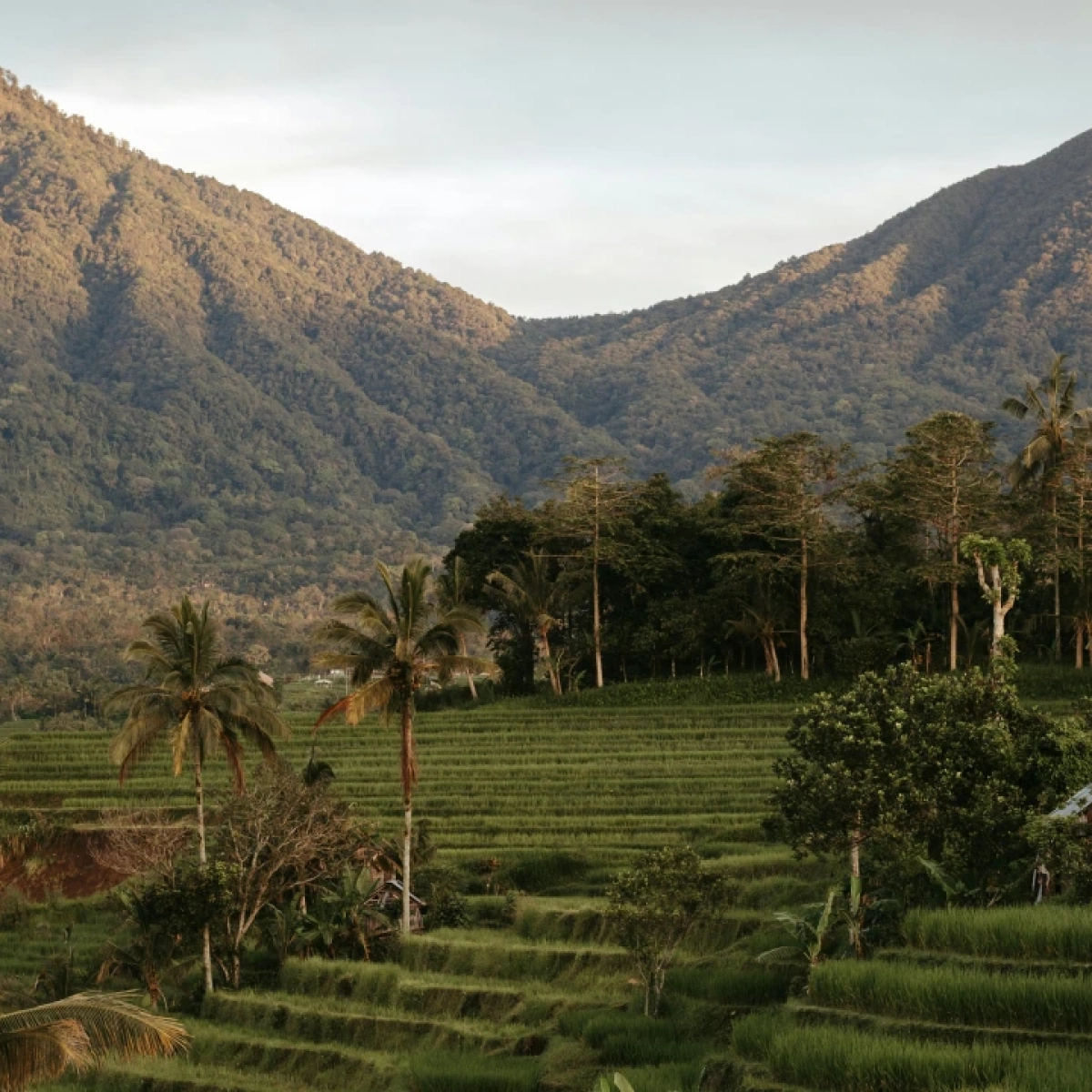 Nyungwe Forest
