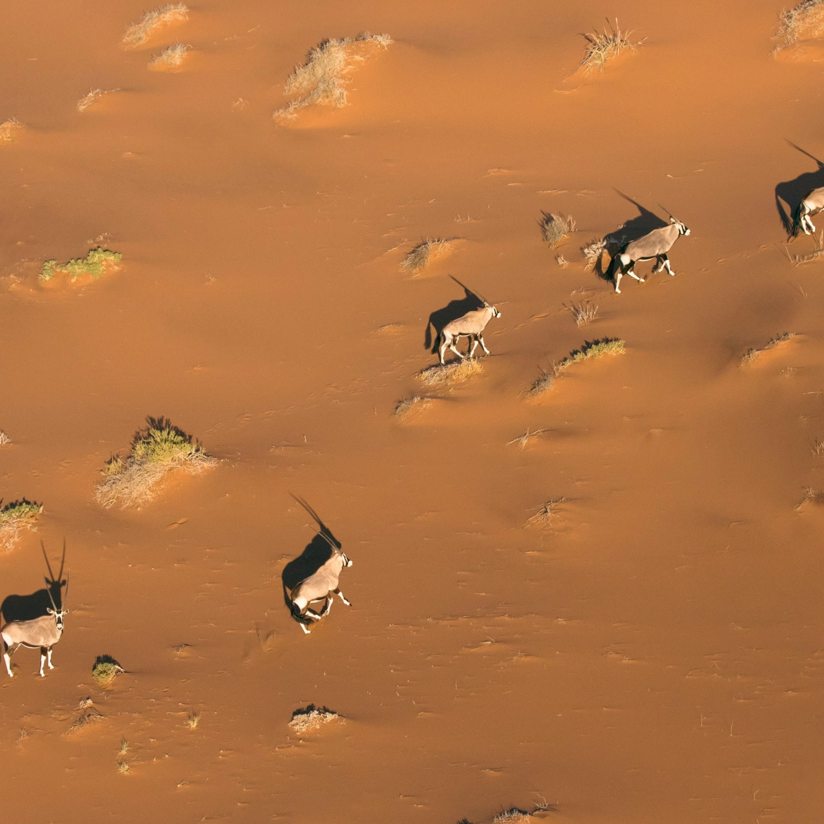 Sossusvlei