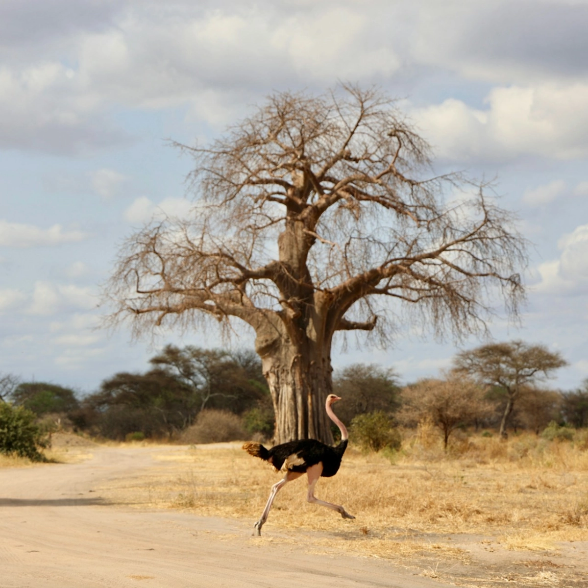 Tarangire