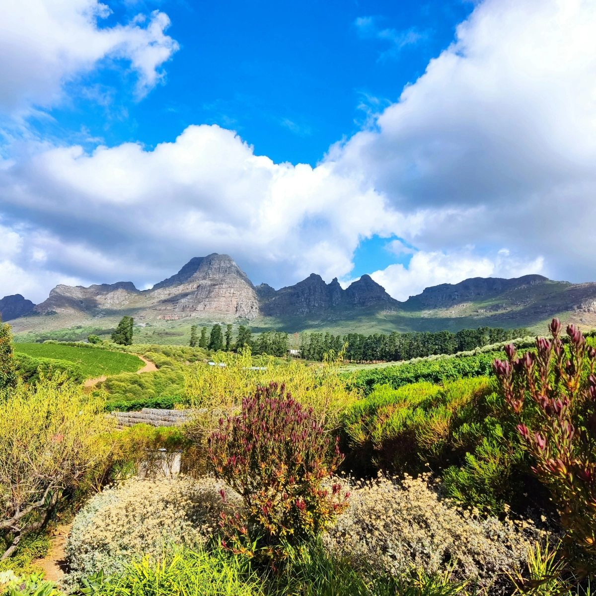 Winelands